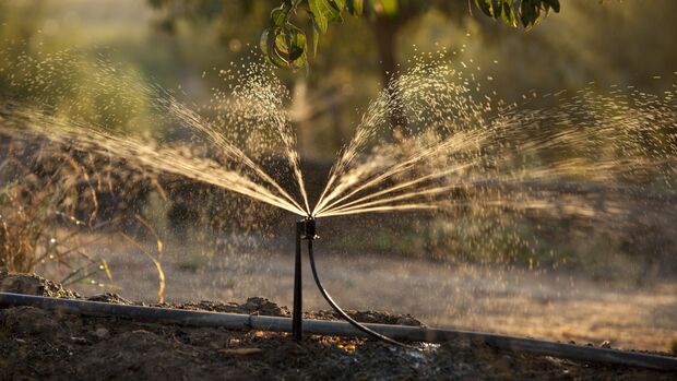 82 % der kalifornischen Mandelfarmen verwenden wassersparende Mikrobewässerung