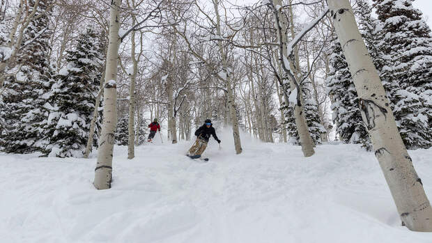 Ab durch die Bäume: Utah ist perfekt fürs Tree Skiing