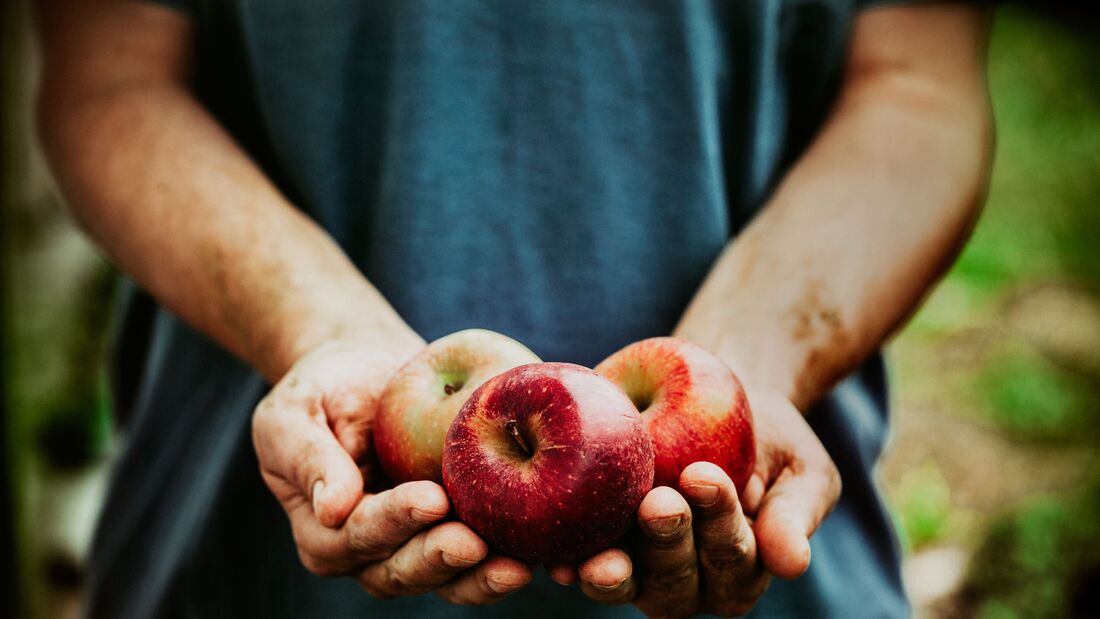 Äpfel schützen durch Ballaststoffe und Antioxidantien Ihr Herz