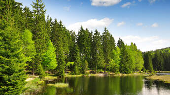Bayrischer Wald