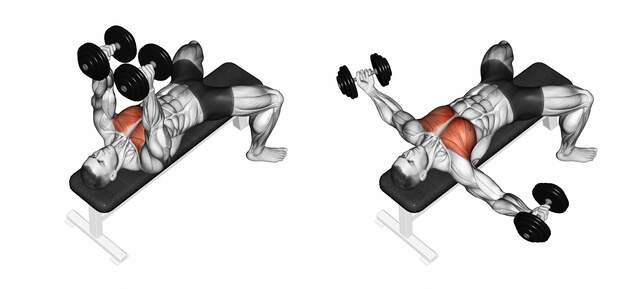 Breeding,Dumbbells,Lying.,3d,Illustration