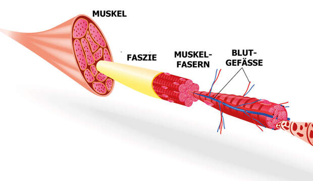 Das Bindegewebe oder eben die Faszien umhüllen jedes Organ, jeden Knochen und jeden Muskel