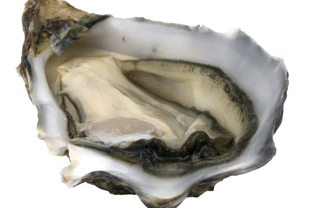 Das Muschelfleisch der Austern zählt zur gesunden Ernährung