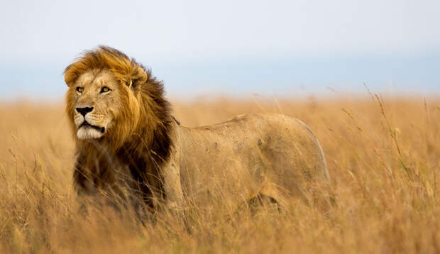 Das größte Landraubtier Afrikas: Vor Simba sollte man lieber kein Reißaus nehmen