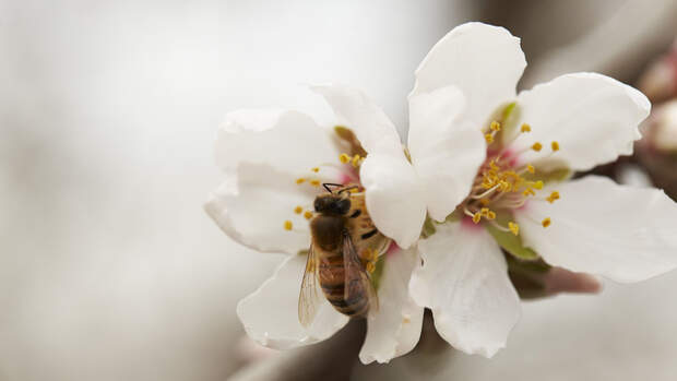 Der Mandelpollen ist für Bienen sehr nahrhaft und so verlassen sie die kalifornischen Mandelplantagen stets gestärkt