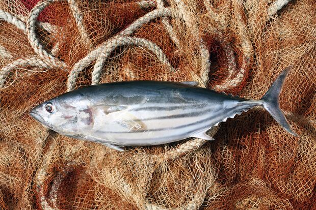 Der Omega-3-reichste Fisch: der Thunfisch