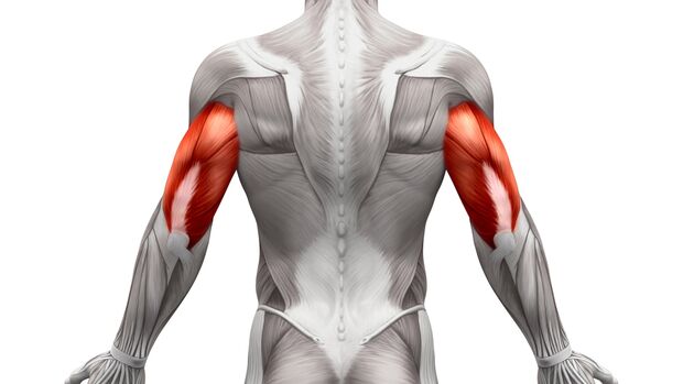 Der Trizepsmuskel nimmt fast zwei Drittel deines Oberarms ein, also bloß nicht vernachlässigen.