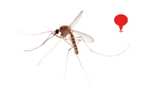 Die Aedes-Mücke ist bei Tag und bei Nacht aktiv