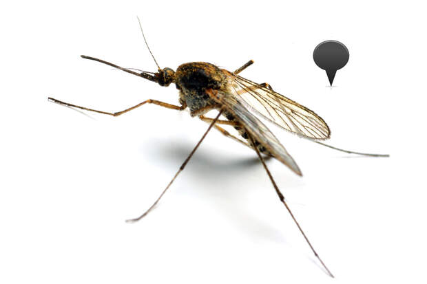 Die Anopheles-Mücke ist weltweit verbreitet