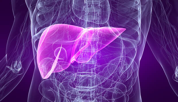 Die Kombination macht's: Blut-, Blutzucker, und Leberwerte, sowie der Fatty-Liver-Index können eine Fettleber diagnostizieren.