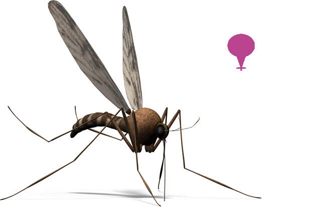 Die Tsetse-Fliege lebt nur in Afrika