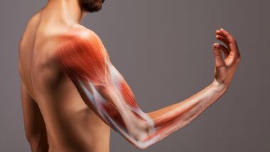 Die wichtigsten Muskeln Ihres Arms