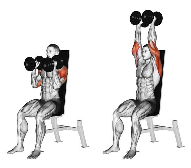 Dumbbell,Seated,Shoulder,Press,Parallel,Grip.,3d,Illustration