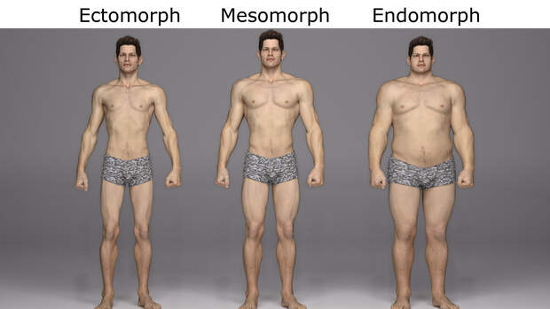 Es gibt verschiedene Körper-Typen: endomorph, ectomorph und mesomorph