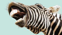 Exotisches Fleisch: Zebra & Co. richtig grillen