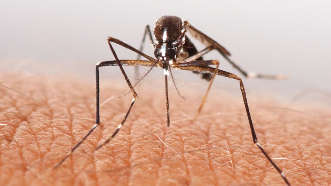 Mücken, Zecken & Co.: Tipps für Insektenschutz und Impfungen