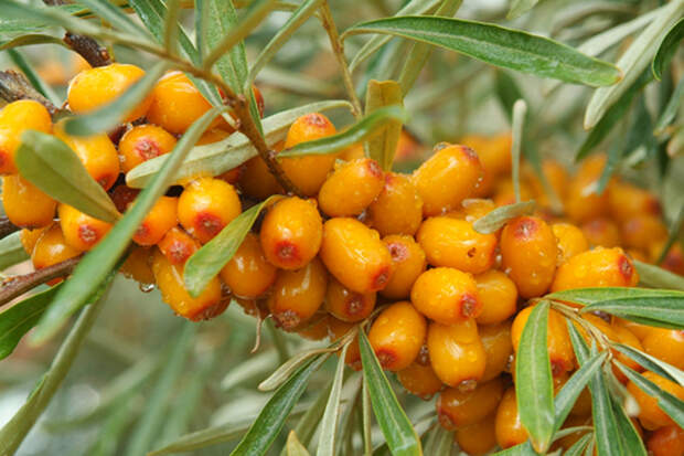 Sanddornbeeren