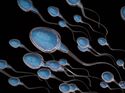 Spermien in 3-D Illustration
