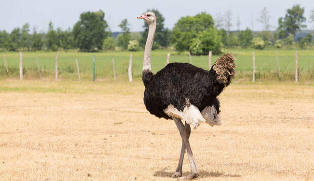 Strauß in Curacaos Ostrich Farm
