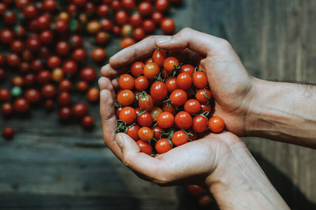 Tomaten enthalten Lycopin, das den Cholesterinwert sinkt