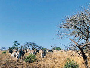 Zebras ganz privat