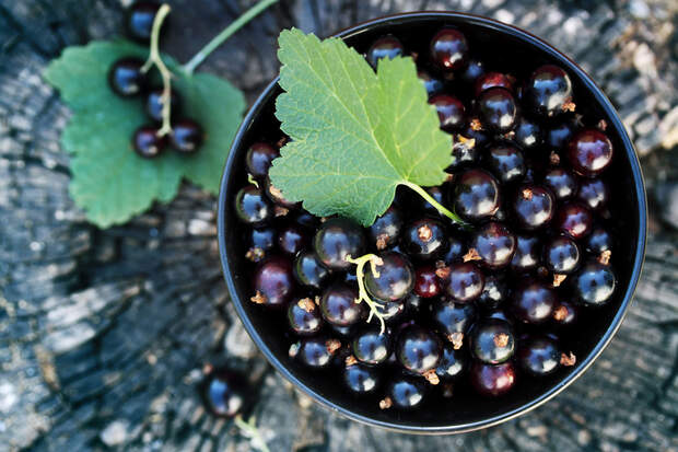 schwarze Johannisbeeren enthalten Flavonoide
